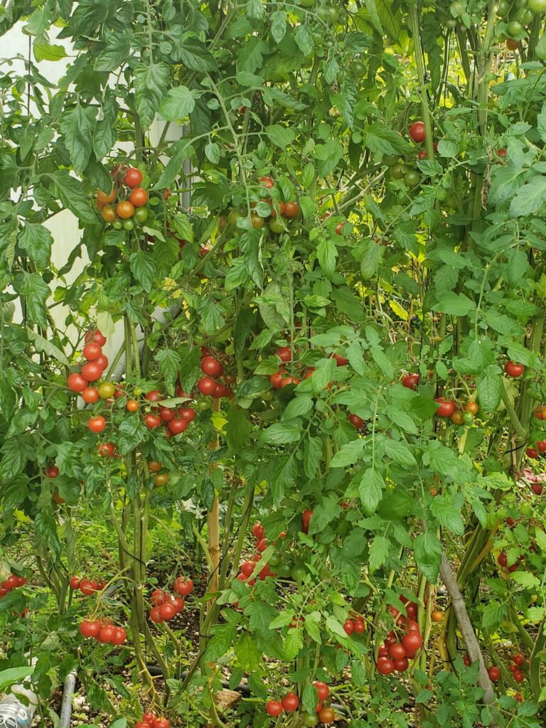 Cherry a las Hierbas Finas!