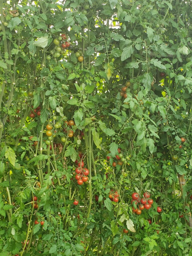 Cherry a las Hierbas Finas!