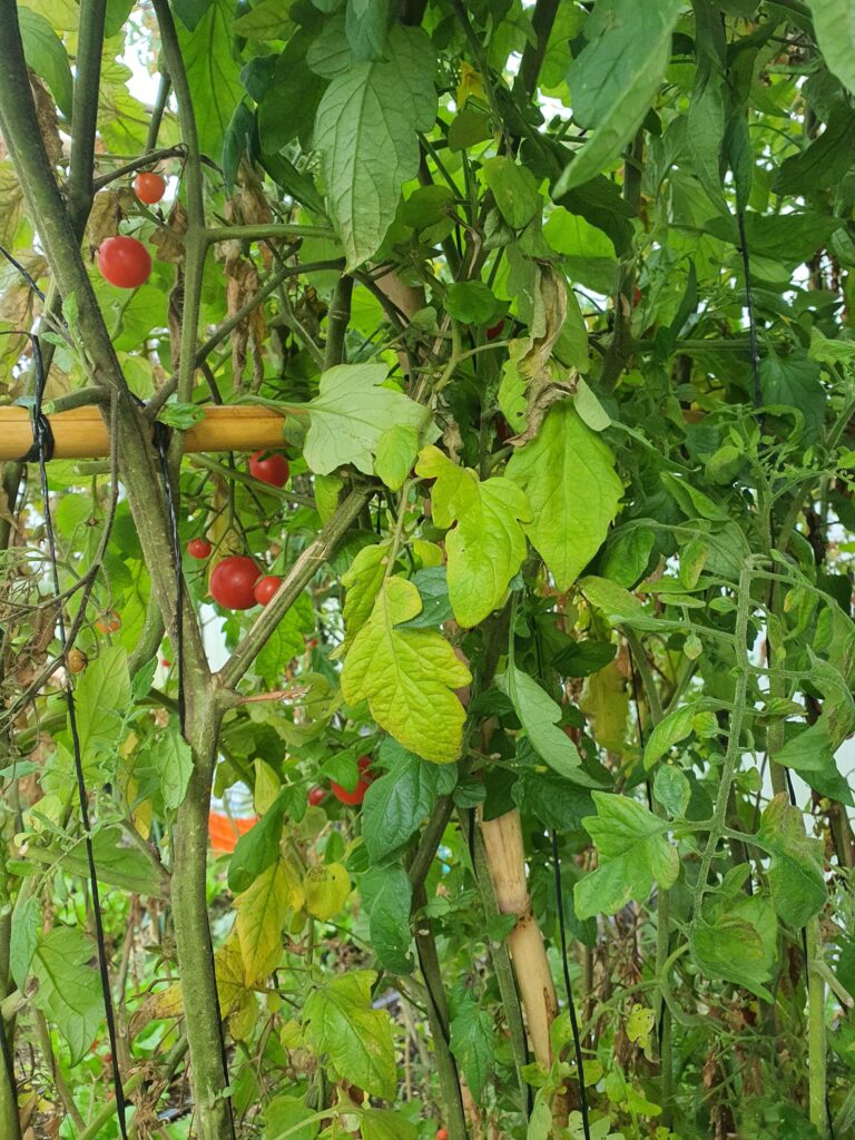 Cherry a las Hierbas Finas!