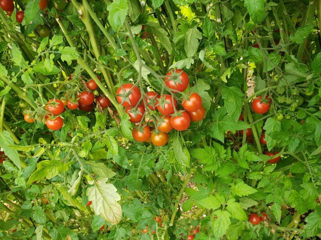 Cherry a las Hierbas Finas!